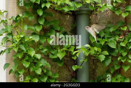 A Spotted Flycatcher alla ricerca di un sito di nidificazione, Chipping, Preston, Lancashire, UK Foto Stock