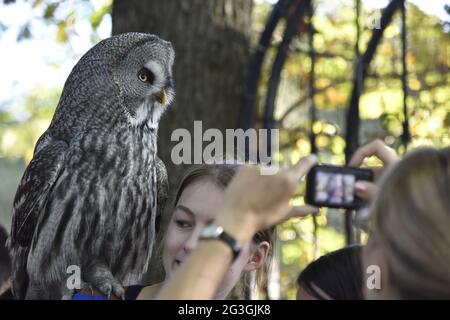 Falconer Mursa con gufo corallato (Strix nebulosa) Foto Stock