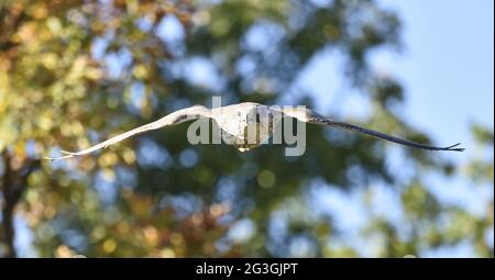 SAKER Falcon in volo. Falco Cherrug. Foto Stock