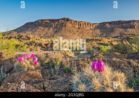 Strawberry Cactus in Bloom, la Mota Mountain, Big Bend Ranch state Park, Texas, Stati Uniti Foto Stock
