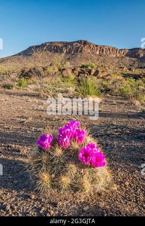 Strawberry Cactus in Bloom, la Mota Mountain, Big Bend Ranch state Park, Texas, Stati Uniti Foto Stock