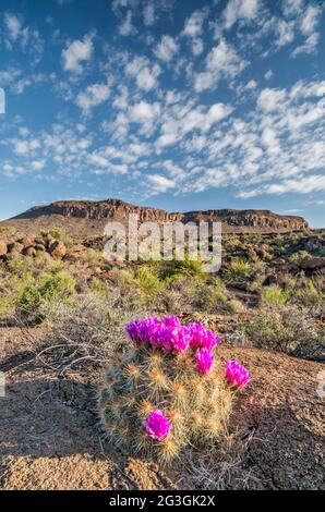 Altocumulus nuvole su Strawberry Cactus in fiore, la Mota Mountain, Big Bend Ranch state Park, Texas, Stati Uniti Foto Stock
