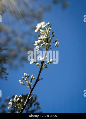 Fiore bianco Galeria Pere albero con uno sfondo morbido e raggi solari Foto Stock