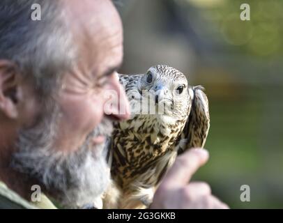 Falconer con falco panettiere. Falco Cherrug. Foto Stock