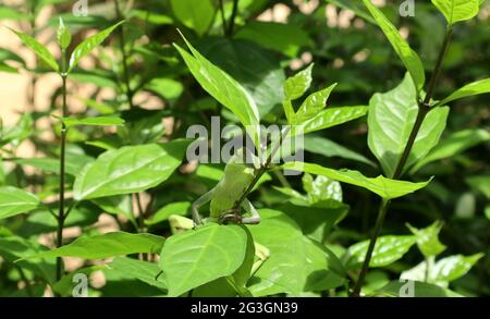 Una lucertola verde che dorme mentre tiene e si trova su un ramo sotto una foglia in cima ad un ramo nella giornata di sole Foto Stock