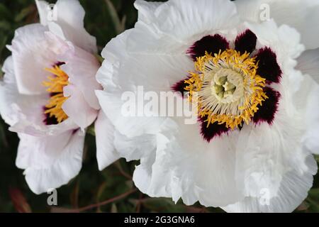 Arborea peonia. Fiori bianco delicato fiore. Verde, sfondo scuro. Primo piano Foto Stock