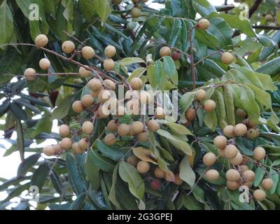 Gli alberi da frutto longani sono pieni di frutti longani Foto Stock