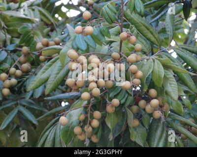 Gli alberi da frutto longani sono pieni di frutti longani Foto Stock