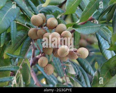 Gli alberi da frutto longani sono pieni di frutti longani Foto Stock