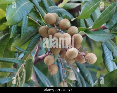Gli alberi da frutto longani sono pieni di frutti longani Foto Stock