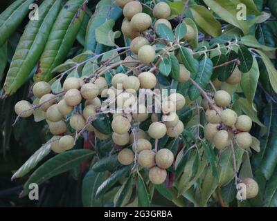 Gli alberi da frutto longani sono pieni di frutti longani Foto Stock