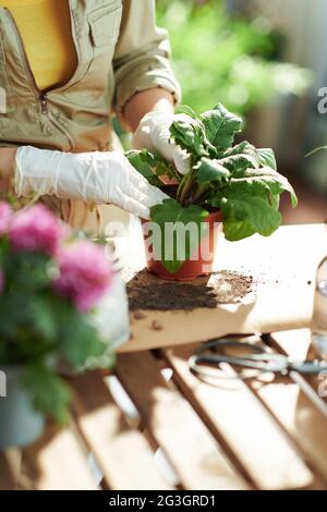 Giardinaggio domestico rilassante. Primo piano su fiorista con piante in vaso fare giardinaggio in casa in giornata di sole. Foto Stock