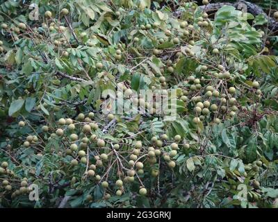 Gli alberi da frutto longani sono pieni di frutti longani Foto Stock
