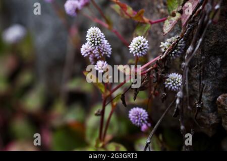 Fuoco selettivo dei bellissimi fiori di Persicaria Capitata (Polygonum) Foto Stock