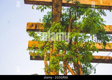 Bindweed nel Parco Mangabeiras, Belo Horizonte, Minas Gerais, Brasile Foto Stock