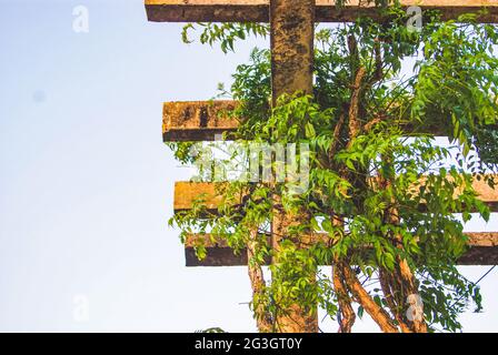Bindweed nel Parco Mangabeiras, Belo Horizonte, Minas Gerais, Brasile Foto Stock
