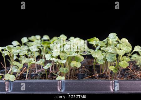 Primo piano di kale cinese verdure bambino è cresciuto sulla semina vassoio di germinazione Foto Stock