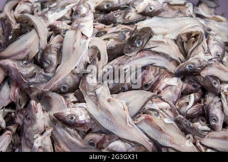 Industria della pesca del Regno Unito. L'impianto di lavorazione del pesce presso il mercato del pesce di Grimsby, Grimsby Docks, Regno Unito. Foto Stock