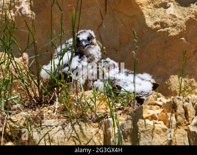 Due pulcini Falcon Peregrine su una sporgenza del sito del nido Foto Stock