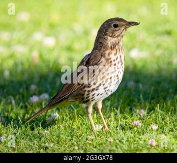 Canzone Thrush sull'erba falciata all'abbazia di Tewkesbury Foto Stock