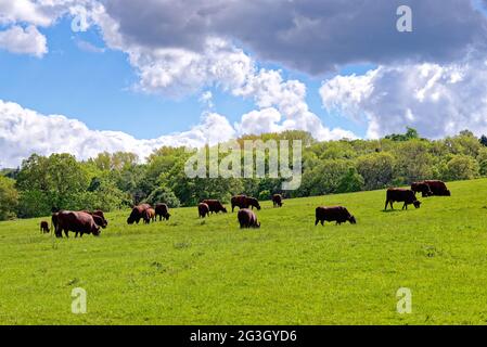 Mucche brune che pascolano un campo collinare a Runnymede, in un giorno estivo soleggiato, Surrey Inghilterra UK Foto Stock