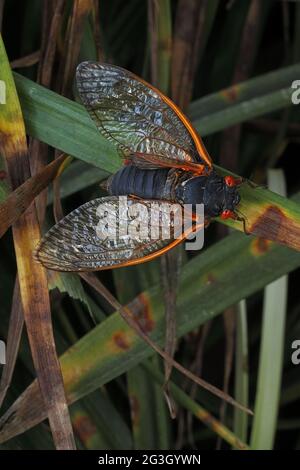 Cicada periodica, Magicicada septendim, cicada periodica di 17 anni, adulto, Maryland, Giugno 2021 Foto Stock