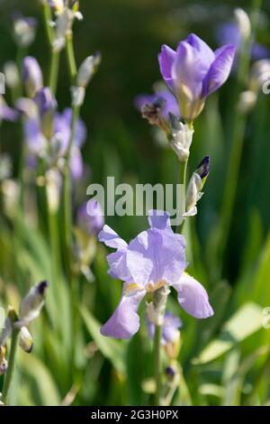 Piante di iride viola in un giardino della casa Foto Stock