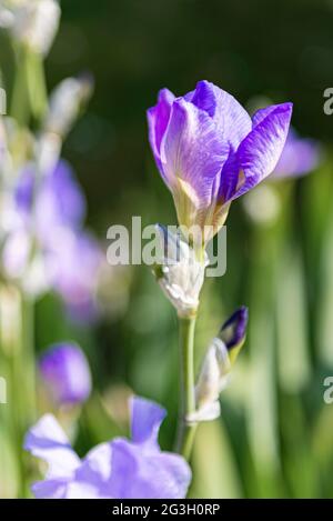 Piante di iride viola in un giardino della casa Foto Stock