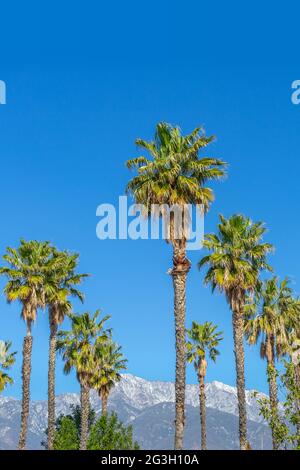 Alte palme nell'Inland Empire della California meridionale con montagne innevate sullo sfondo Foto Stock