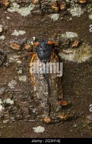 Cicada periodica, Magicicada septendim, cicada periodica di 17 anni, adulto, Maryland, Giugno 2021 Foto Stock