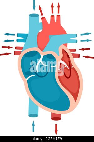 Anatomia cardiaca umana con flusso sanguigno. Circolazione del sangue attraverso il cuore. Concetto di cardiologia. Illustrazione Vettoriale