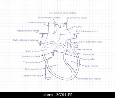 Primo piano del cuore umano con descrizioni. Concetto di cardiologia. Schema didattico con sezione trasversale del cuore umano. Illustrazione Vettoriale