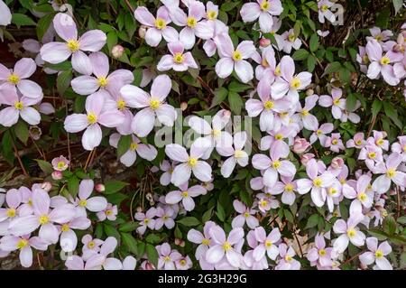 Primo piano di clematis rosa 'Mantana' fiori fioriti che crescono su un muro nel giardino in primavera Inghilterra Regno Unito GB Gran Bretagna Foto Stock