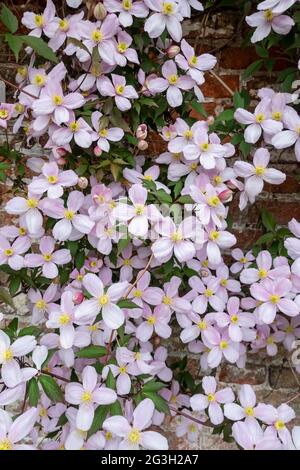 Primo piano di clematis rosa 'Mantana' fiori fioriti che crescono su un muro nel giardino in primavera Inghilterra Regno Unito GB Gran Bretagna Foto Stock