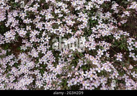 Primo piano di clematis rosa 'Mantana' fiori fioriti che crescono su un muro nel giardino in primavera Inghilterra Regno Unito GB Gran Bretagna Foto Stock