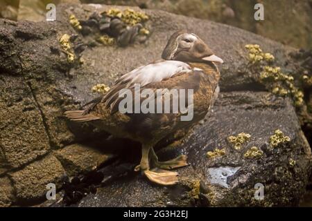 Una femmina Eider Spectacled, Somateria fischeri, rilassante sulla riva Foto Stock