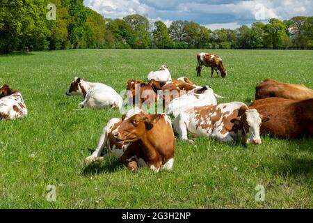 Mandria di vacche bianche e brune che riposano su prati erbosi in un campo agricolo in estate North Yorkshire Inghilterra Regno Unito Gran Bretagna Foto Stock