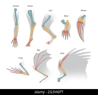 Gli arti anteriori dei mammiferi condividono una disposizione simile e derivano dalle stesse strutture embrionali omologhe Foto Stock