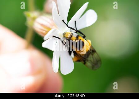 Volucella bombilans hoverfly maschio o femmina su Stellaria holostata Foto Stock