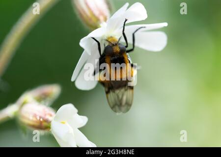 Volucella bombilans hoverfly maschio o femmina su Stellaria holostata Foto Stock