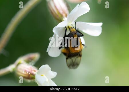 Volucella bombilans hoverfly maschio o femmina su Stellaria holostata Foto Stock