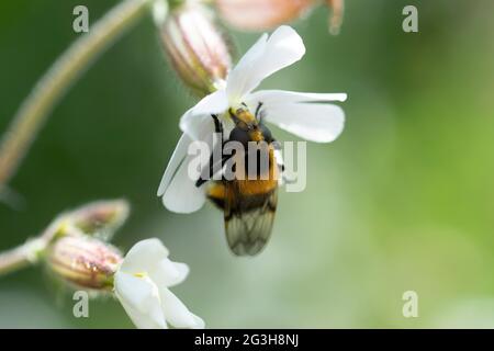 Volucella bombilans hoverfly maschio o femmina su Stellaria holostata Foto Stock