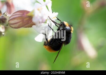 Volucella bombilans hoverfly maschio o femmina su Stellaria holostata Foto Stock