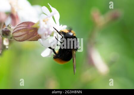 Volucella bombilans hoverfly maschio o femmina su Stellaria holostata Foto Stock