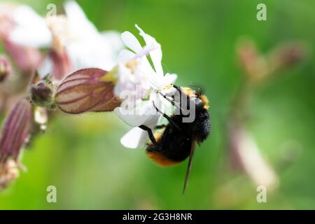 Volucella bombilans hoverfly maschio o femmina su Stellaria holostata Foto Stock