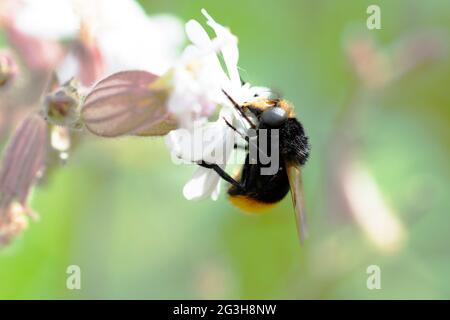 Volucella bombilans hoverfly maschio o femmina su Stellaria holostata Foto Stock