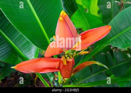 Un fiore di banana rosso fiorente, che cresce su un albero di banana - girato a Acharya Jagash Chandra Bose Indian Botanic Garden . Foto Stock