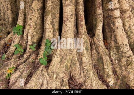 Foglie verdi che crescono su radici di albero grande marrone, immagine di stock di natura - sparato al giardino botanico, Howrah, Bengala occidentale, India Foto Stock