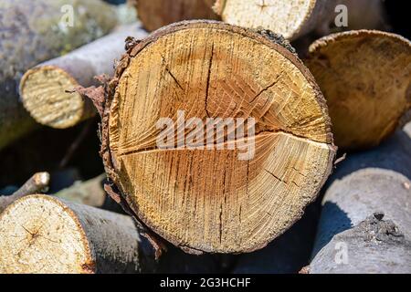 Sega sezione di albero matura con crepe e anelli che dicono che è età. Segni di sega. Superficie in legno, struttura. Vista ravvicinata del nucleo in legno. Messa a fuoco selettiva. Foto Stock