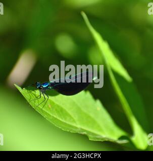 Damselfly maschio in ebano (Calopteryx maculata) con corpo blu e ali nere. Foto scattata in una prateria dell'Iowa. Foto Stock